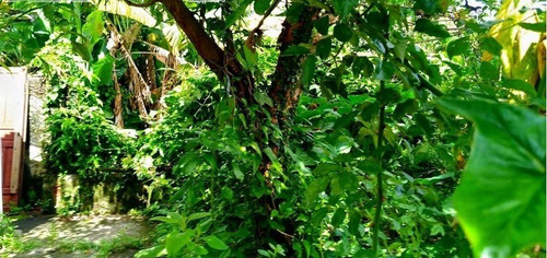 Imagem 8 de 12 de Terreno À Venda Na Vila Pirituba Na Rua Luís Cunha- 11376