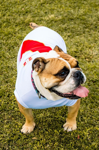 Ropa De Perro De Peru