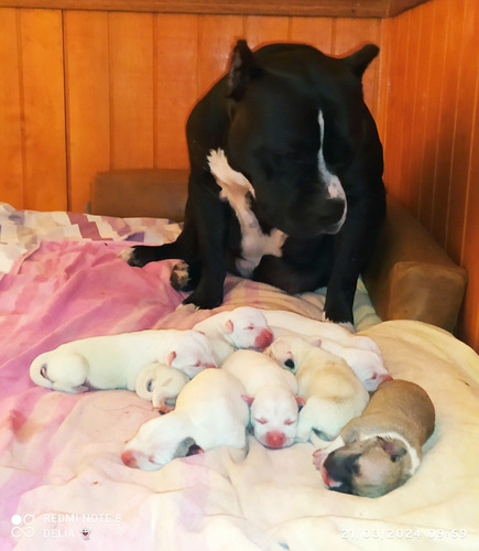 American Bully Standadrd Con Pedigree Kennel Club Uruguayo