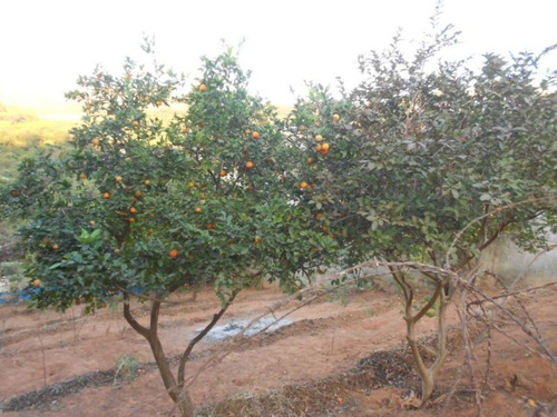 Lote Para Comprar No Bosque De Ibirité Em Ibirité/mg - 3107