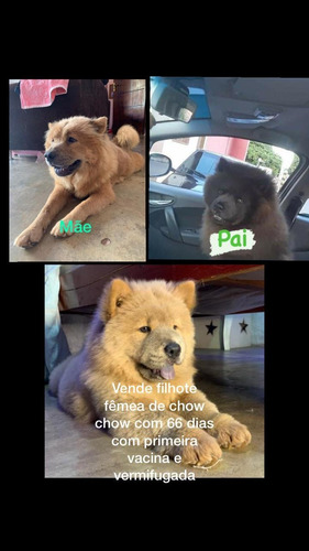 Imagem 2 de 2 de Vendo Filhote De Chow Chow Fêmea