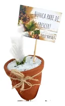 Comprar Plantas Mini Suculentas Recuerdos De Matrimonios, Bautizos 