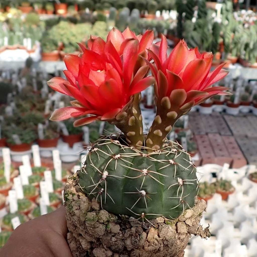 Semillas Cactus - Gymnocalycium Baldanium