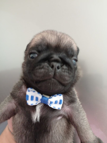 Filhote De Pug