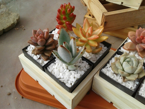 X10cu Cactusmalvin M5cm Souvenirs Suculentas Tunas