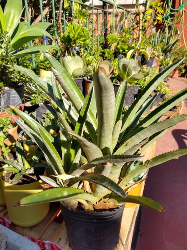 Aechmea Distichantha - Bromelia Epifita Rupicola Y Terrestre
