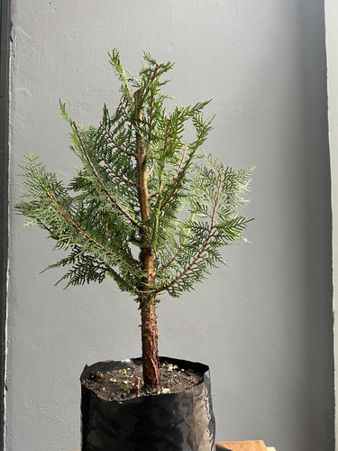 Pre Bonsai Thuja 12 Años!! Gran Tronco Y Follage Cerca