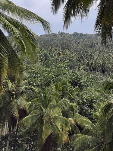 Vendo Dos Fincas De Coco En Samana.