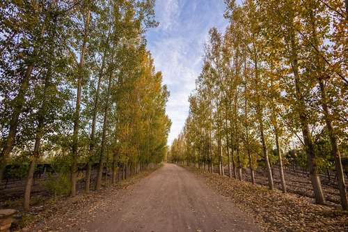 Lot E27 Algodón Wine Estates