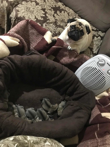 Imagem 3 de 4 de Filhote De Pug ( Macho E Fêmea)