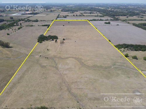 Campo En Venta De 50 Has En Carlos Keen - A 1 Hora De Caba