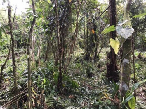 Imagem 3 de 4 de Terreno Para Chácara No Bairro São Fernando, Em Itanhaém, Com 2.400 M² De Área Total, Aceita Entrada Mais Parcelas