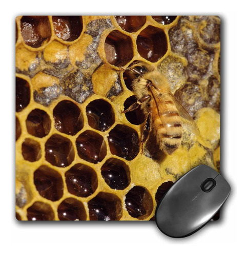 3drose Abeja Insecto Y Peine Con Miel Us48 Mfr0056 Mfr Mouse