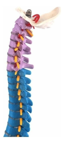 Modelo De Anatomía De La Columna Vertebral Humana