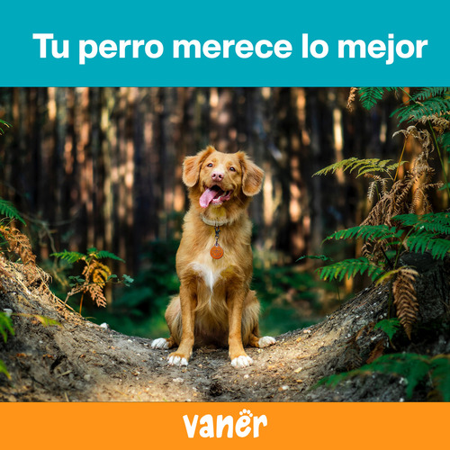Vaner Correa Para Perro 1 5m Perros Pequeños Medianos y Grandes Color Naranja