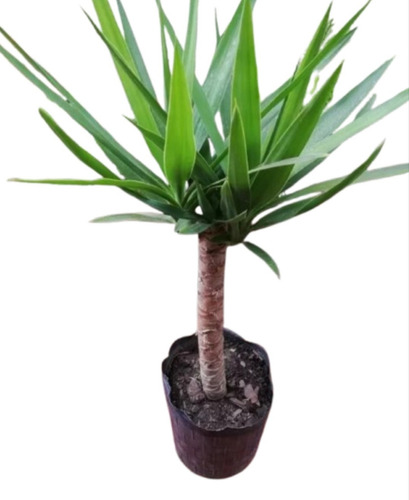Yuca De Tronco + Maceta Premium En Soporte - Pie De Hierro