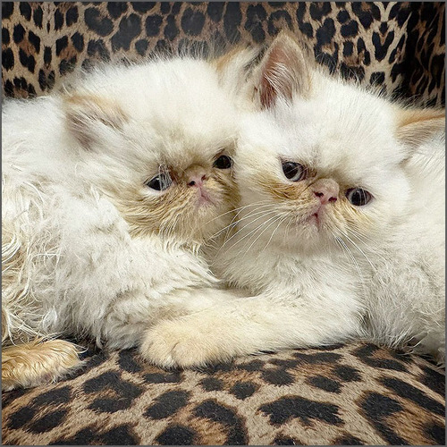 Gatito Persa Himalayo Red Point Gato Exotico Pelo Corto Mach Blanco
