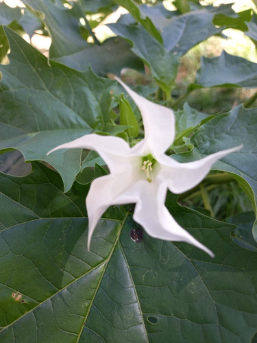 100 Semillas Chamico Datura Stramonium Flor Blanca