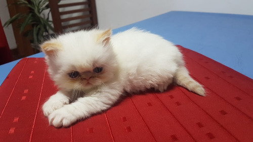 Hermosos Gatitos Persas Himalayo Extremo
