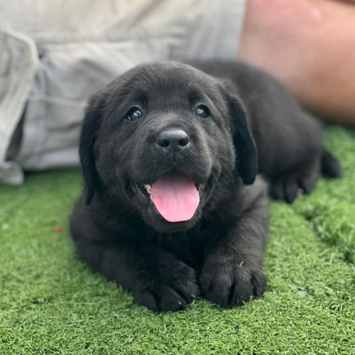Labrador Negro Porte Maravilloso - Criadero Chascomús