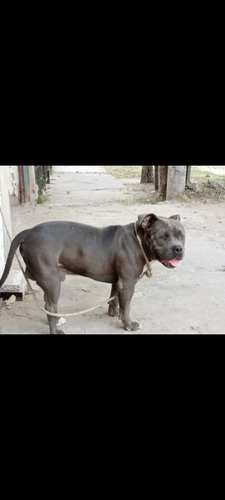 Últimas Dos Hembras, Padre Bully Madre Terrier