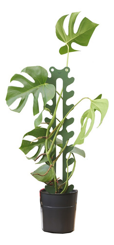 Tutor Plantas Acero Color Pintura Enredadera Para Monstera Azul