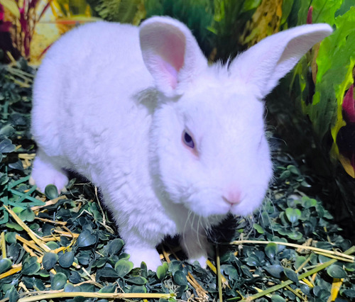 Conejos Mini Rex