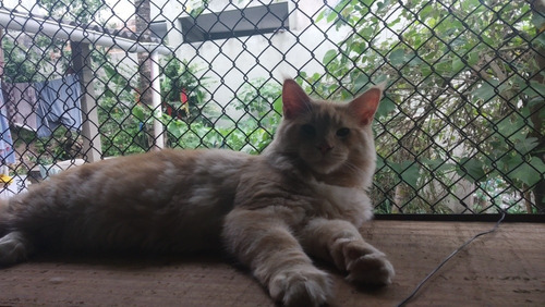 Lindo Filhote De Maine Coon Macho