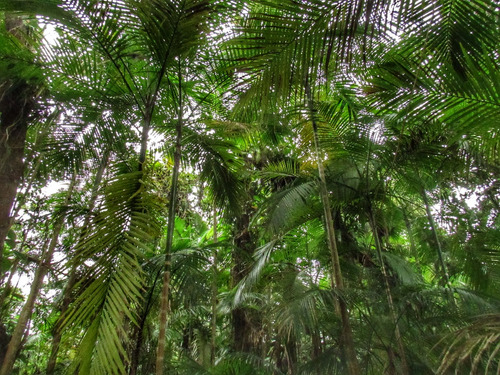 Chácara A Venda Em Guaratuba De Porteira Fechada