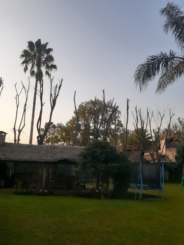 Imagen 5 de 5 de Podas De Arboles En Alturas