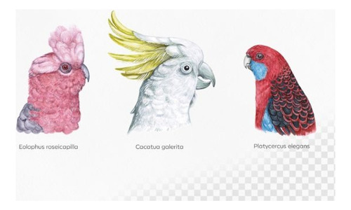 Kit Imágenes Digitales Loros Papagayos 24979800