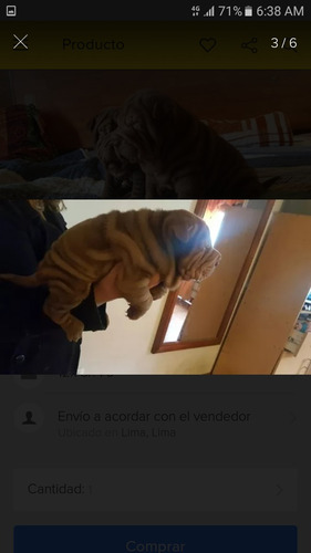 Imagen 6 de 7 de Cachorros Sharpei