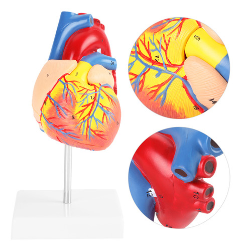 Modelo De Corazón De 2 Partes, Tamaño Anatómico Humano 1:1