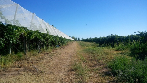 Finca Uva