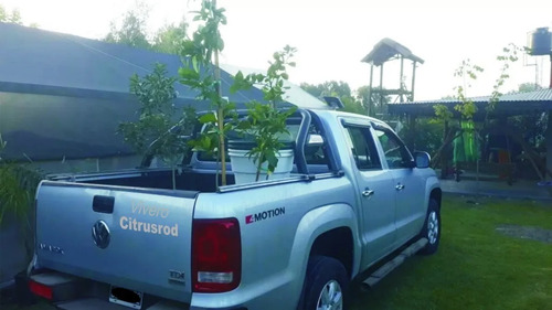 Imagen 8 de 10 de Fresno Dorado Arbol - Excelente - Vivero Hab X Senasa E/g