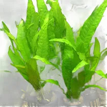 Comprar Combo Plantas De Acuario  Bajos Requerimientos 8 Especies