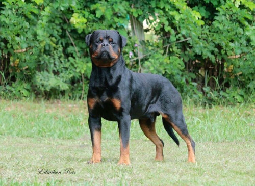 Rottweiler Filhotes (45 Dias )frete Grátis