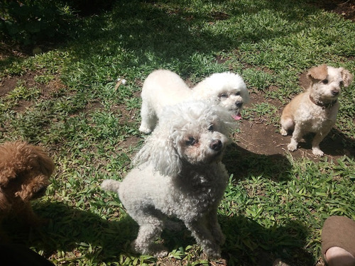Imagen 4 de 5 de Pensionado Canino - 16 Años De Experiencia