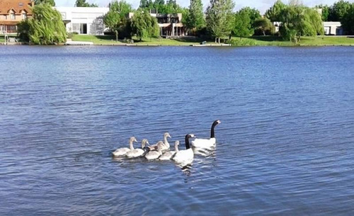 Imagen 3 de 5 de Lote Al Lago En Venta En Santa Barbara