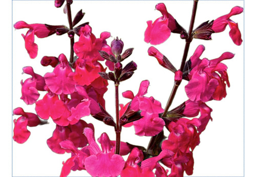 Salvia Roja 3lts