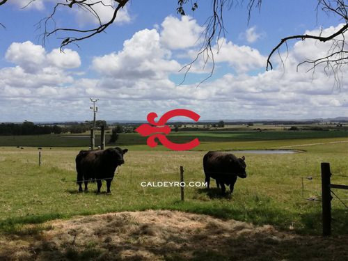 Campo En Venta En Rocha Ref. 7123