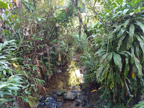 Imagem 18 de 21 de Linda Chácara Medindo 5,7 Alqueires Localizada No Anhaia Por R$280.000 Morretes Pr - Ch0147
