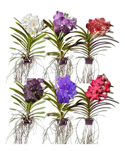 comprar Muda Adulta Orquidea Vanda Pronta Entrega
