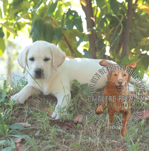 Labrador Con Libreta Sanitaria Al Dia, Garantia