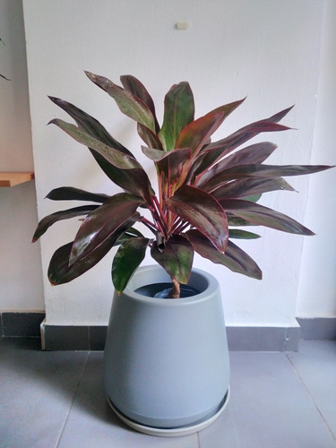 Combo Planta Dracaena Rubra Cordyline + Maceta Gota Mate N36