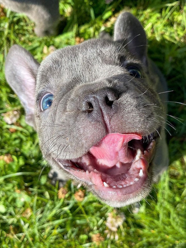 Bulldog Francés Blue Exótico Puppiesar 