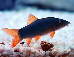 Peixe Botia Blue Red Tail (modesta)
