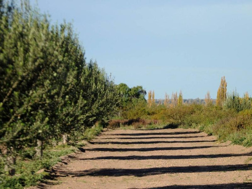 Imagen 8 de 30 de Lote De 2.000 M2 En Pueblo Benegas - San Rafael