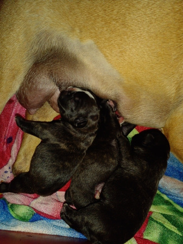 Imagem 1 de 1 de Filhotes De Bulldog Francês Taquara