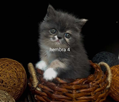 Imagen 9 de 10 de Gatitos Persas 100% Puros